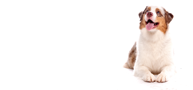 Rosen Plaza Pet Policy Rosen Plaza Pet Policy