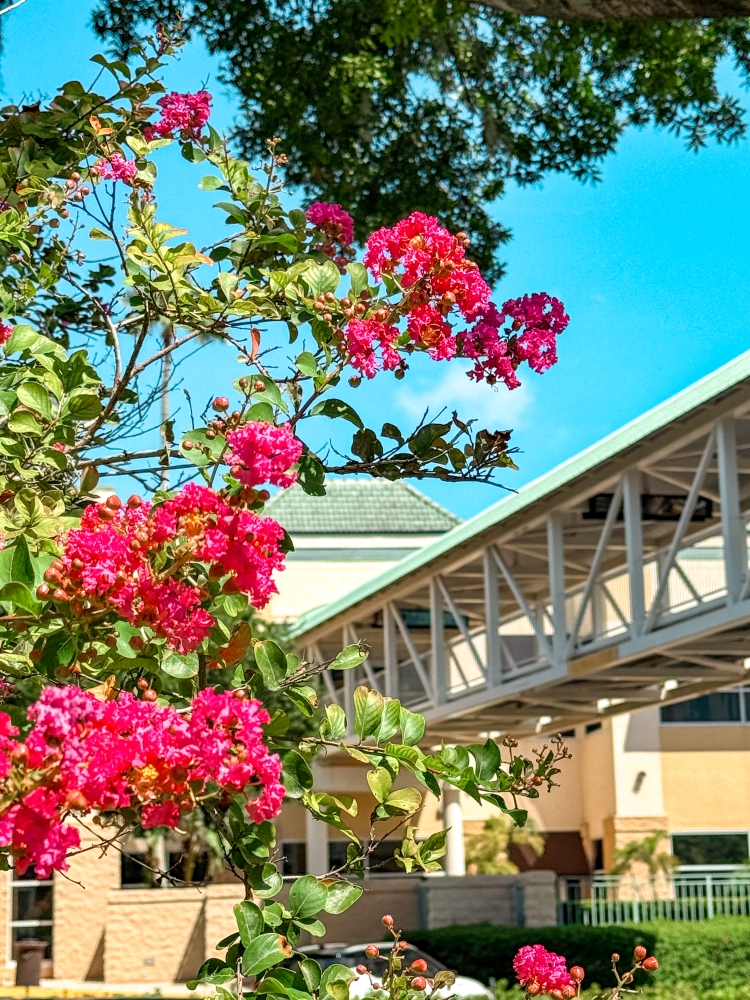 A covered walkway bridge in the background with colorful greenery and pink flowers in the foreground.