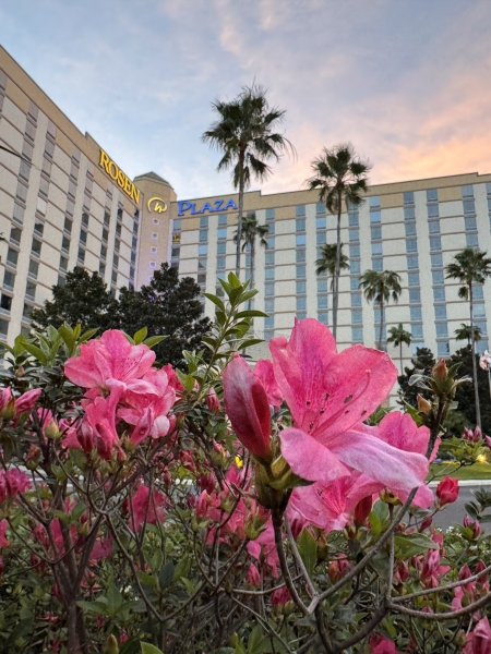 Bright pink flowers blooming in front of Rosen Plaza, a family-friendly hotel near the EPCOT International Flower and Garden Festival.
