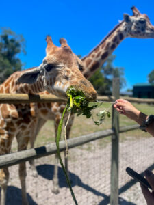 A hand extends out to feed a giraffe at Giraffe Ranch, a hidden gem in Central Florida