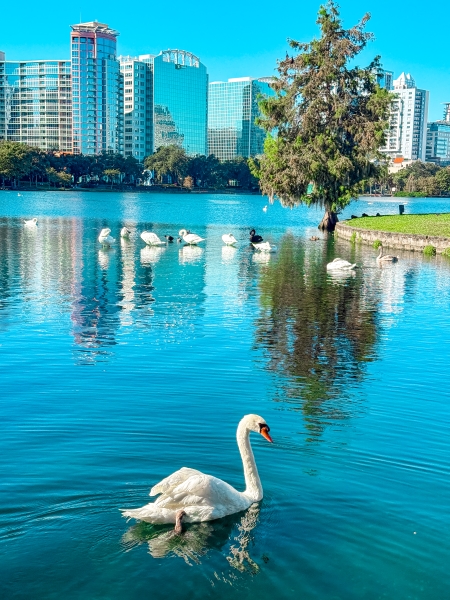 A swan swimming at Lake Eola Park in Orlando.