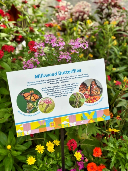 A sign reading "Milkweed Butterflies" in front of a bush.