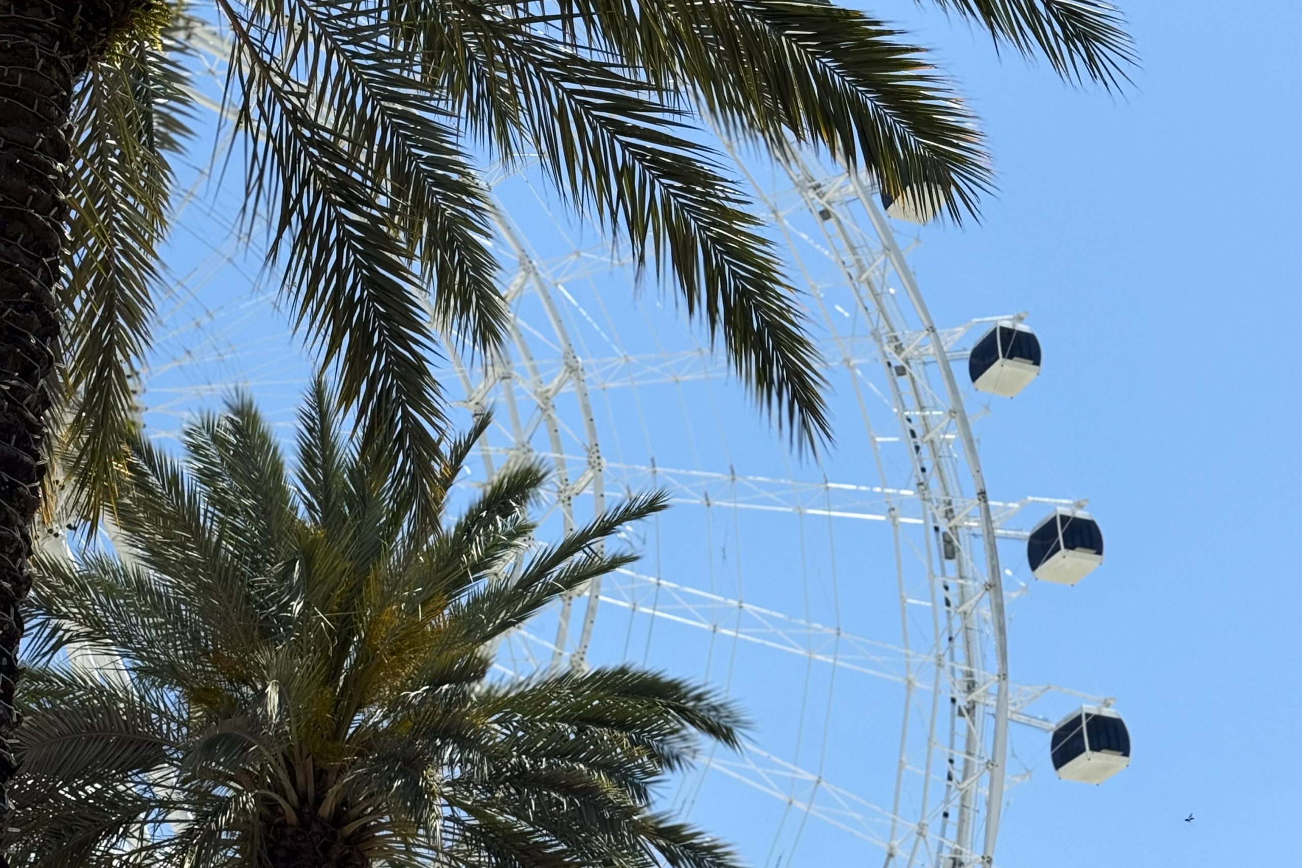 The Orlando Eye observation wheel peeks out behind green palm trees at ICON Park.