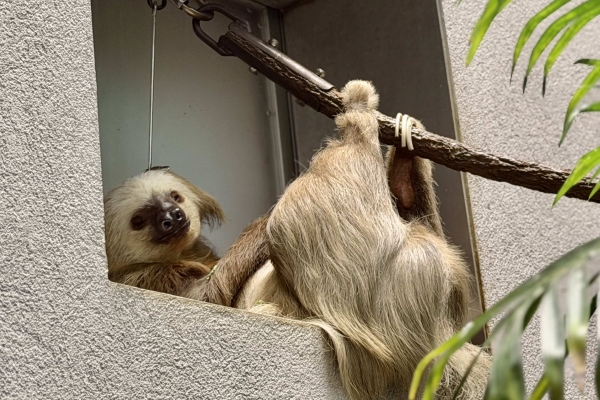 A tan sloth cuddles in an alcove at Orlando Science Center, its toes wrapped around a rope.