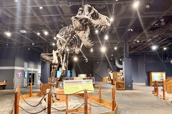 A large T-Rex skeleton replica at Orlando Science Center.