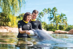 Valentine's Day in Orlando - A dolphin helps a couple get engaged at Discovery Cove. 