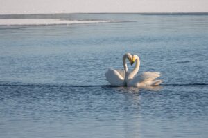 Valentine's Day in Orlando - Swans form a heart while swimming on the water together.