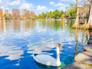 Swan swimming in Lake Eola at downtown Orlando are among great photo ops.