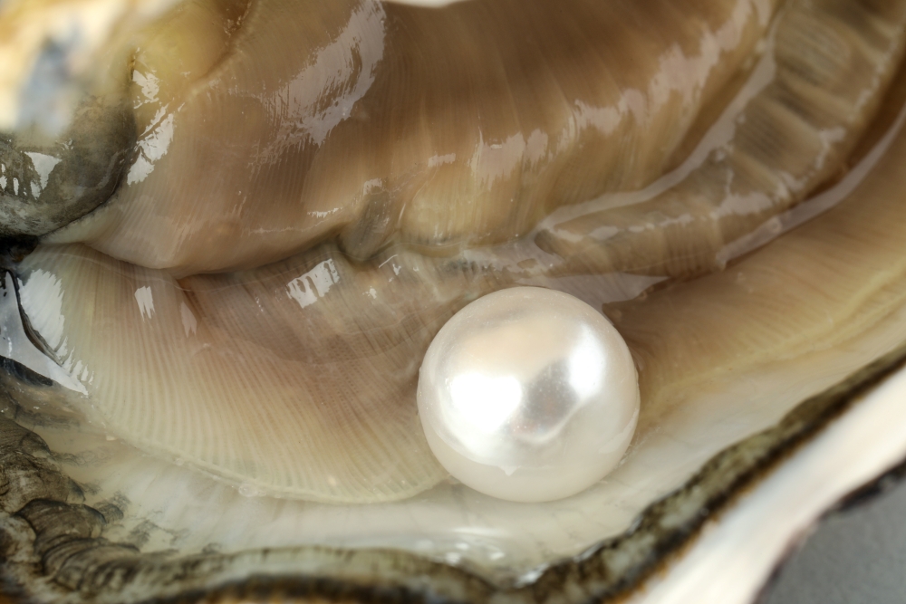 A close-up of a white pearl in an oyster